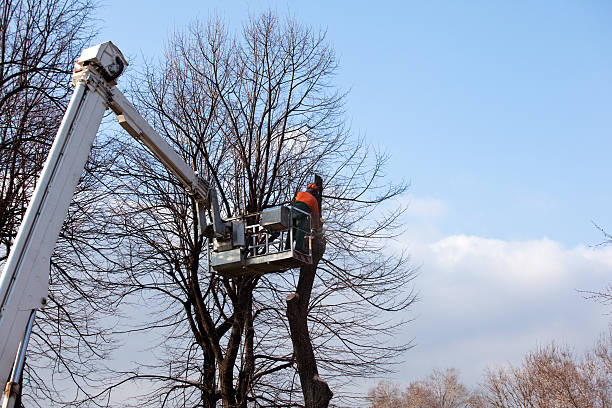 Best Fruit Tree Pruning  in Old Miakka, FL